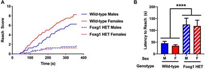 Behavioral Phenotypes of Foxg1 Heterozygous Mice